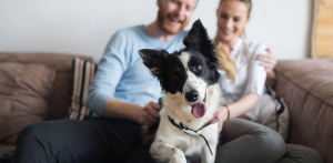 Pet Care Support Programs